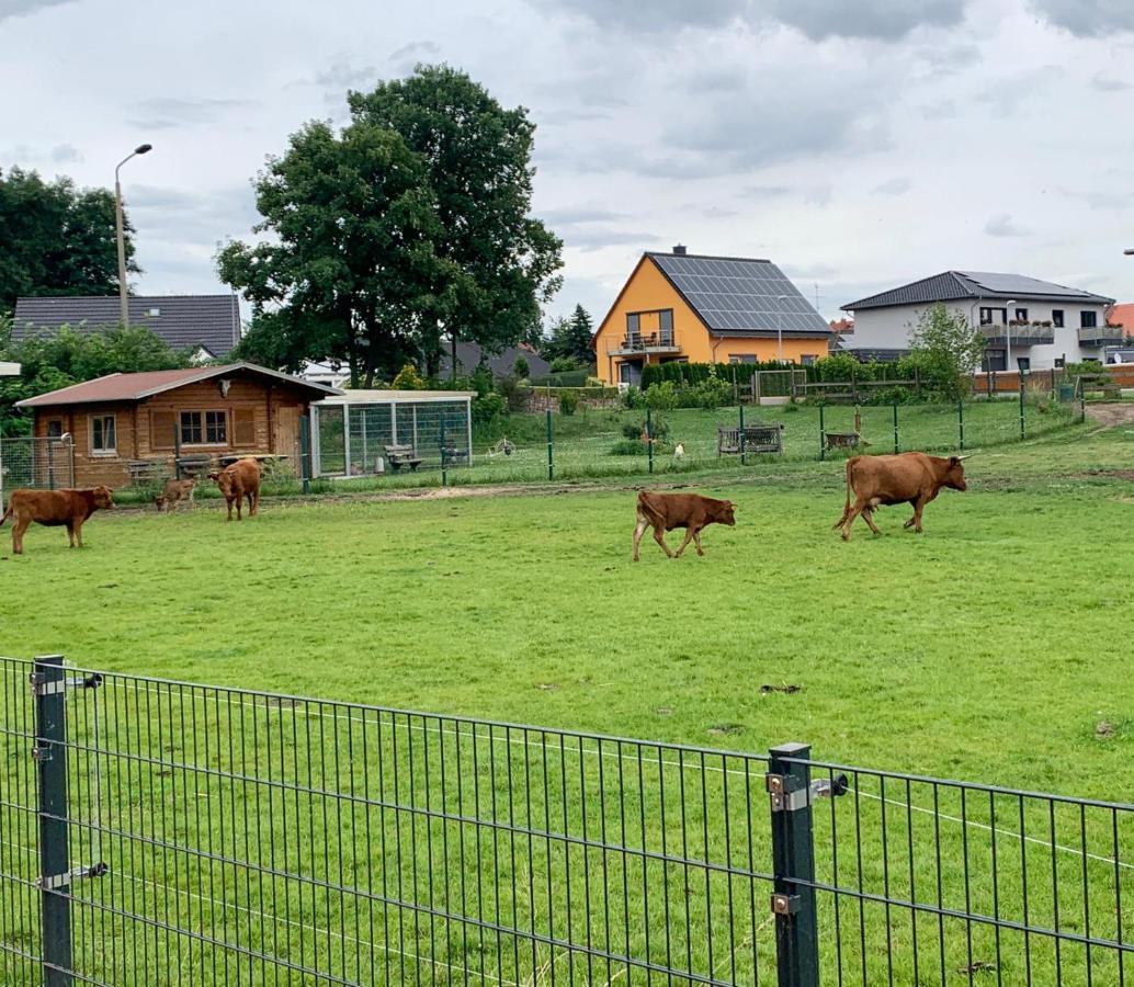 Ferienwohnung Zur Dexter-Zucht Coswig Coswig  Bagian luar foto