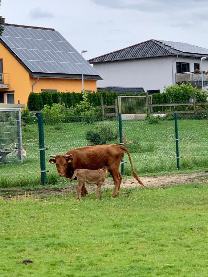Ferienwohnung Zur Dexter-Zucht Coswig Coswig  Bagian luar foto